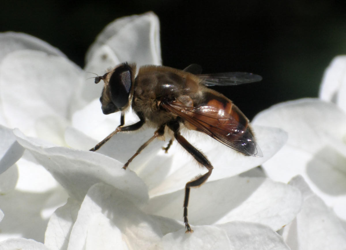 Eristalis pertinax ??